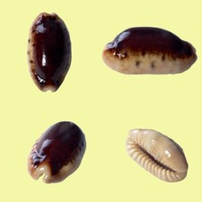 Cypraea caurica f. hypermelanica-rostrata, Prony Bay, N. Caledonia, 37 mm