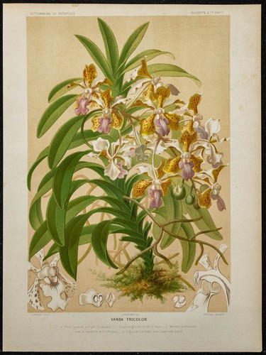 1891 vanda - -,