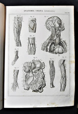 Stampa antica nomenclatura - Medicina Anatomia Umana Fisiologia Angiologia vasi