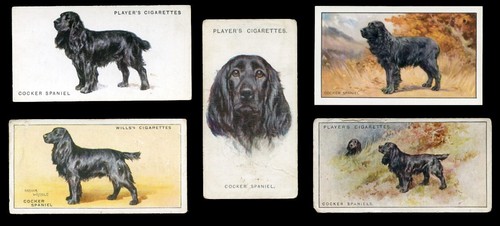 Cocker spaniel black dog - cocker,