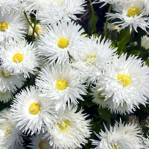 Margherita pianta - , di