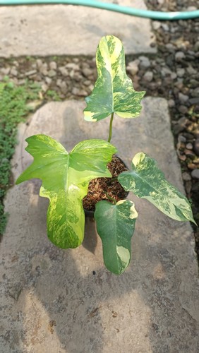 Quadro reale philodendron - quadro,