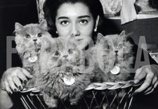 Foto vintage Francia, Tre gatti persiani blu, 1963, stampa 18x12 cm
