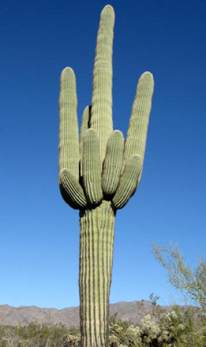 Saguaro cactus gigante - saguaro,