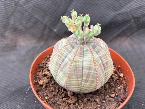 Euphorbia obesa cactus piante - cactus,