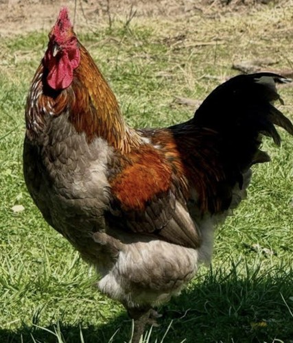 Maran hatching eggs - 12,