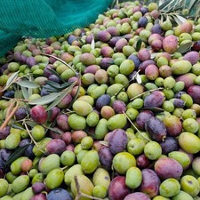 Pianta ulivo biancolilla in - pianta,
