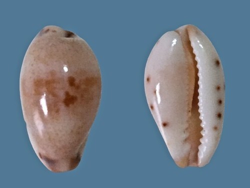 Cypraea gracilis notata
