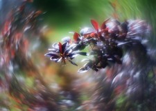 Helios 44-3 58mm f/2 effetto