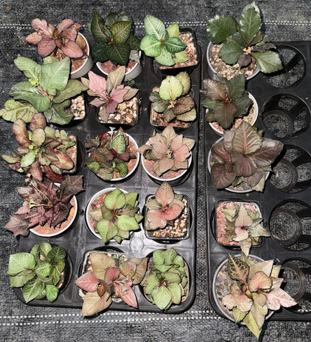 Vendita pezzi rari cactus - 20,