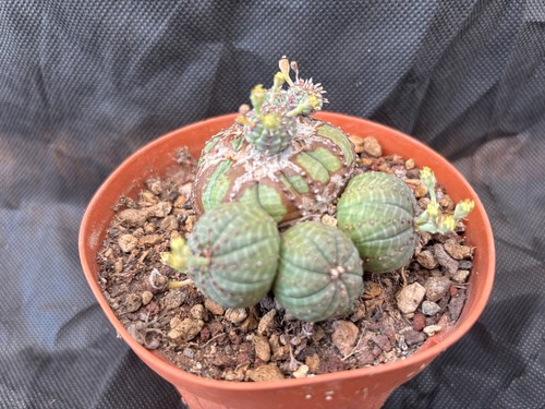 Euphorbia obesa monster - obesa, cactus