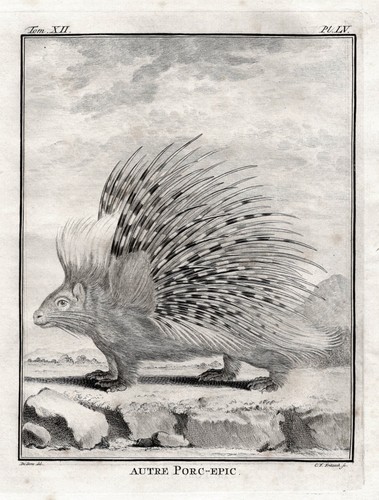 Istrice porcospino roditore - istrice,
