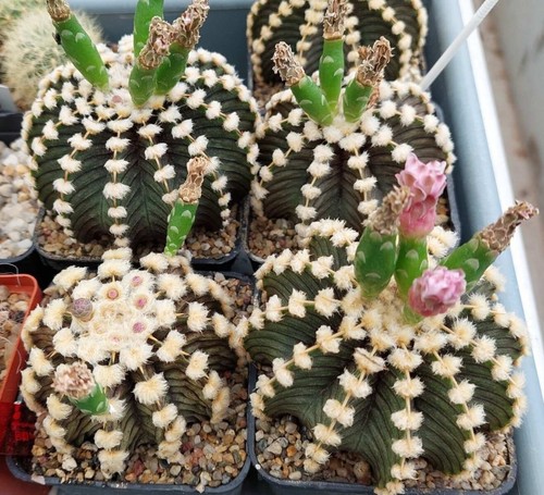 Gymnocalycium friedhii agua - gymnocalycium,