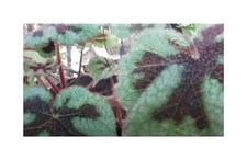 10x Begonia masoniana piante