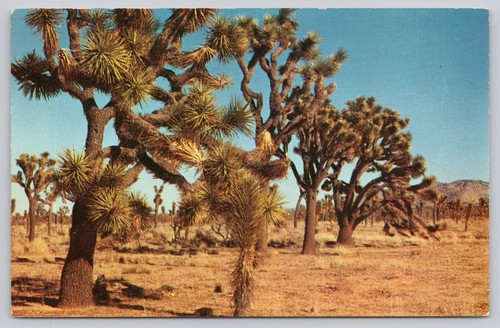 Joshua trees yucca brevifolia - trees,