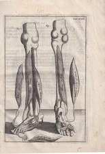 Giulio Casserio Fialetti muscoli delle gambe piedi antica acquaforte del 1694