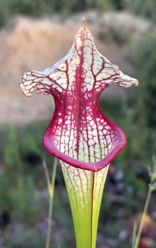 Sarracenia italian lover - sarracenia,