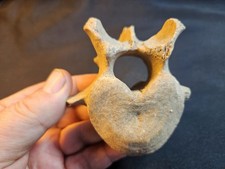 Vortice orso delle caverne