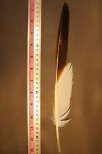 PENNA AQUILA PER CAPPELLO ALPINO WW1 - WW2