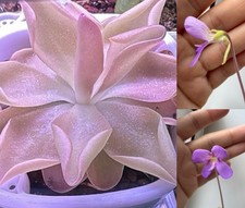 Pinguicula Pirouette
