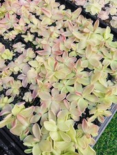 Pinguicula Pirouette Live