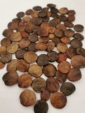 100 SEMI Freschi Wisteria