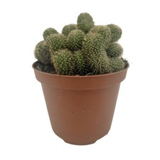 Piantina Chamaecereus