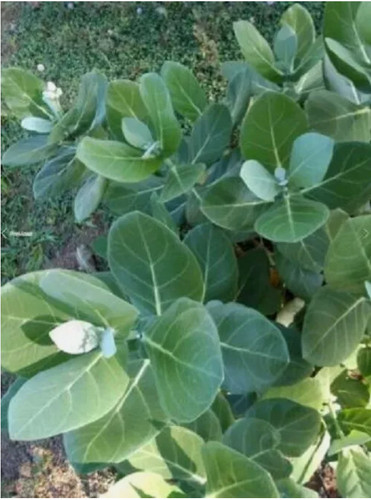 Foglie di calotropis - +50,