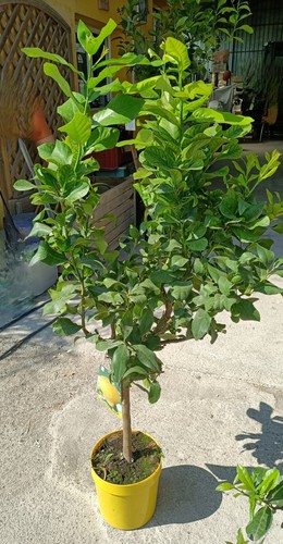 Pianta limone 4 stagioni - limone,