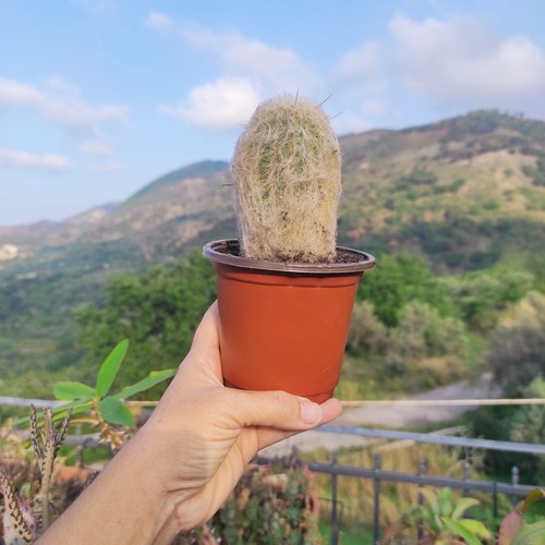 Pianta cactus espostoa - pianta,
