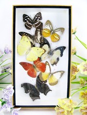 Vere bellissime farfalle