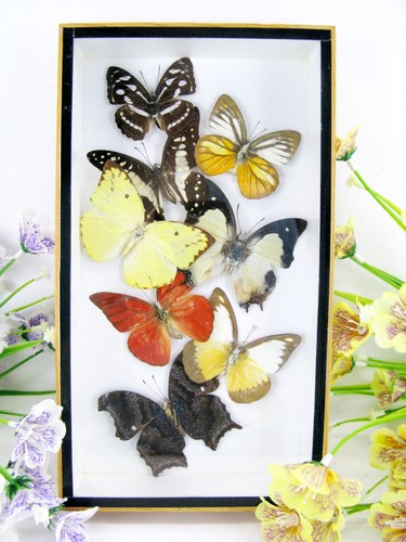 Vere bellissime farfalle