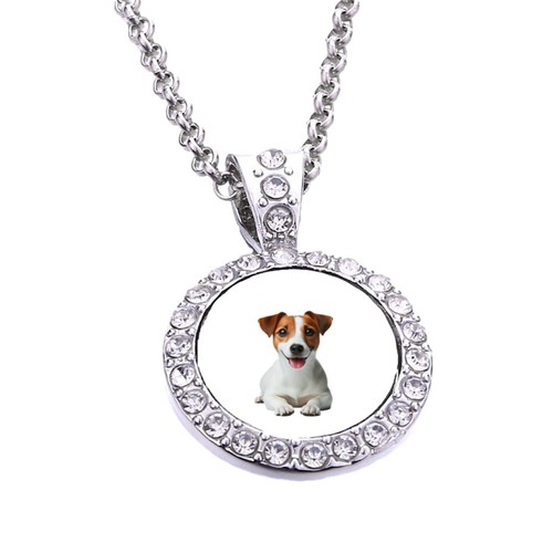 Jack russell dog pet - jack, silver