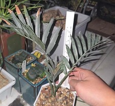Rare Cacti SucculentLive Encephalartos horridus WYSIWYG seedgrown Boutique Decor
