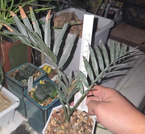 Rare cacti succulentlive - rare,