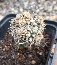 Sclerocactus peeblesianus