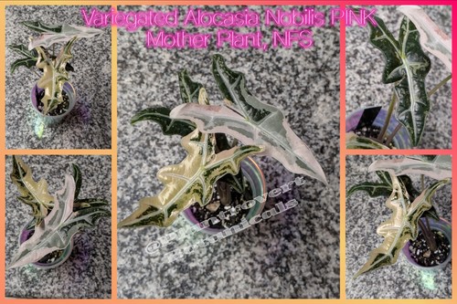 Variegated alocasia pink - alocasia,