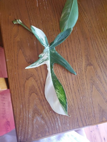 Philodendron florida beauty - us,