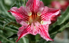 5 semi di Adenium obesum DANCE