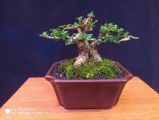 Bonsai di Premna Microphylla -