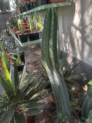 Talea cereus peruviano - talea, 80