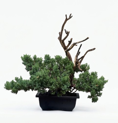 Bonsai ginepro legno - bonsai, morto