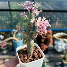 Pianta di cactus succulenta 8