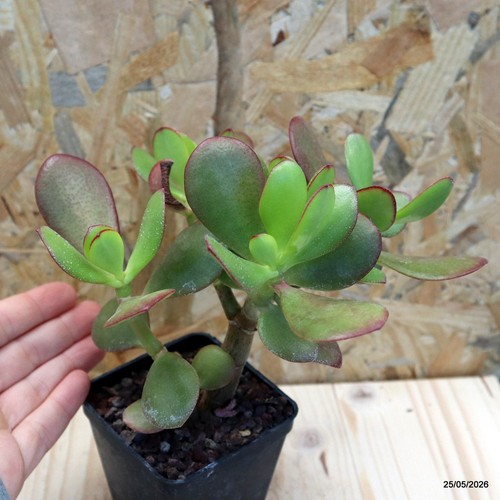 Crassula ovata vaso cm - 7,