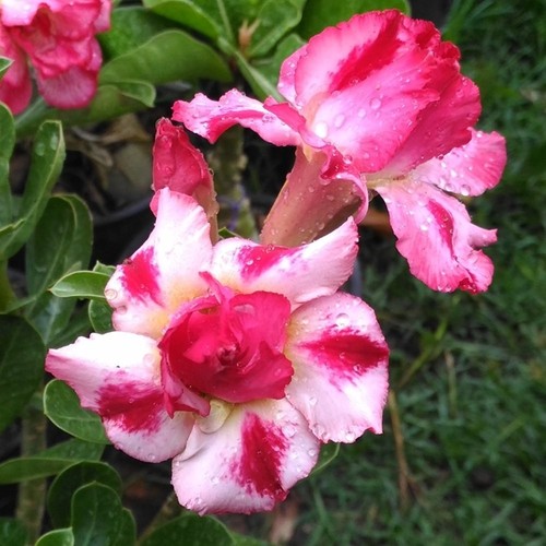 Rosa del deserto adenium - del,