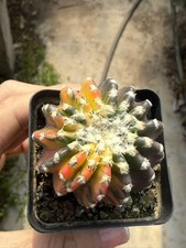 Discocactus horstii variegated