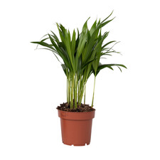 Plant in a Box  Palma Areca Dypsis lutescens 30cm Palma da interno