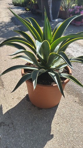 Pianta agave desmettiana - agave,
