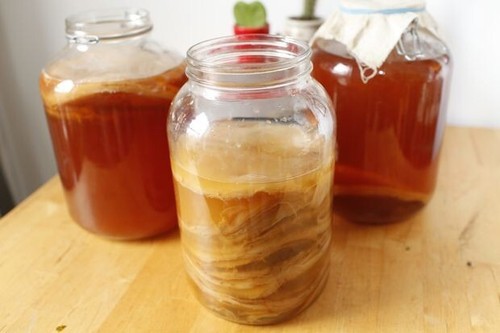 Organic kombucha scoby - xl,