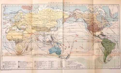 Antica mappa 1897 animali - mappa,